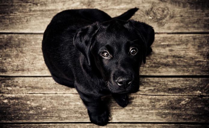 cane, cani, cuccioli, cani avvelenati, cane avvelenato