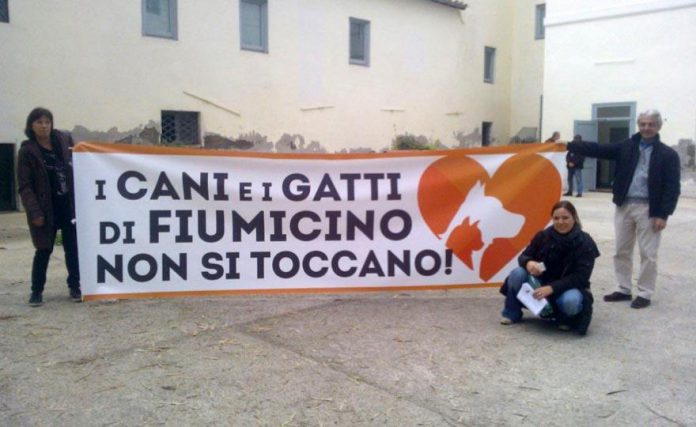 cani, gatti, canile, fiumicino