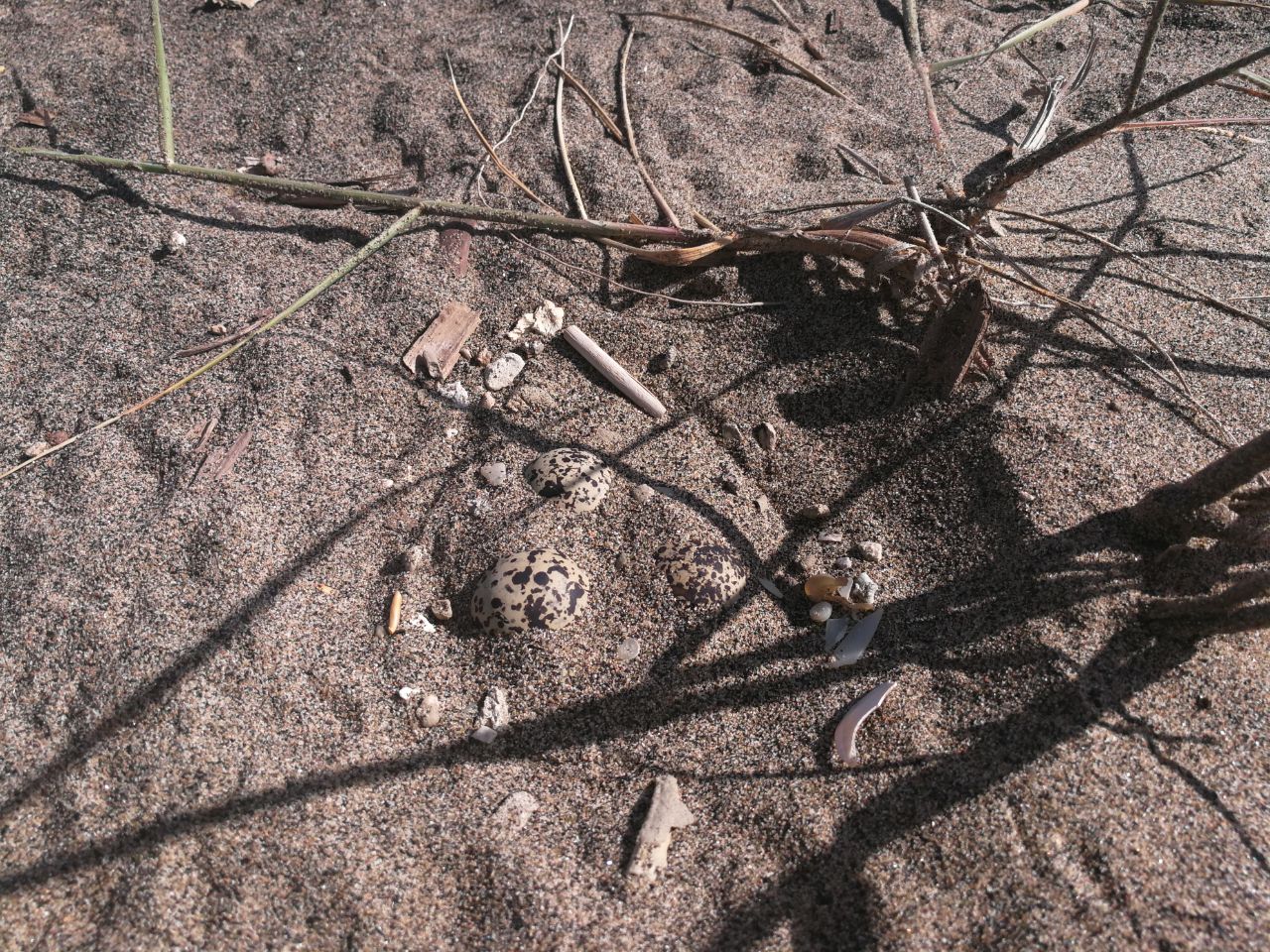 Ardea, inaspettata scoperta in spiaggia trovate uova uccelli rari